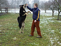 Leden 2011 | ASIM - Tibeťák | Tibetská doga