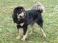 Leden 2011 | ASIM - Tibeťák | Tibetská doga
