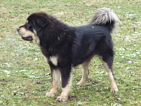 Leden 2011 | ASIM - Tibeťák | Tibetská doga