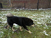Leden 2011 | ASIM - Tibeťák | Tibetská doga