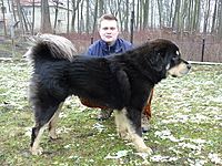 Leden 2011 | ASIM - Tibeťák | Tibetská doga