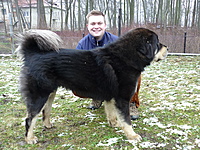 Leden 2011 | ASIM - Tibeťák | Tibetská doga