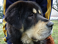 Leden 2011 | ASIM - Tibeťák | Tibetská doga