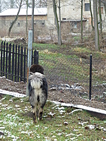 Leden 2011 | ASIM - Tibeťák | Tibetská doga