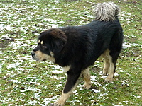 Leden 2011 | ASIM - Tibeťák | Tibetská doga