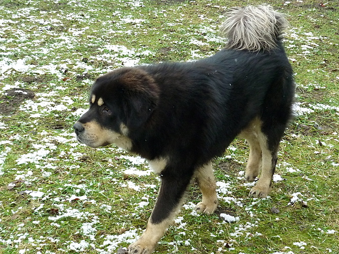 Leden 2011