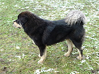 Leden 2011 | ASIM - Tibeťák | Tibetská doga
