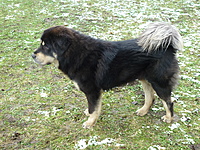 Leden 2011 | ASIM - Tibeťák | Tibetská doga