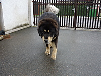 Leden 2011 | ASIM - Tibeťák | Tibetská doga