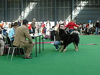 Duo CACIB Brno 2011 | ASIM - Tibeťák | Tibetská doga