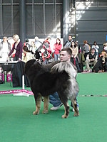 Duo CACIB Brno 2011 | ASIM - Tibeťák | Tibetská doga