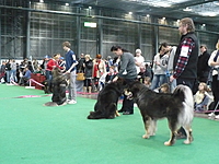 Duo CACIB Brno 2011 | ASIM - Tibeťák | Tibetská doga