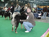 Duo CACIB Brno 2011 | ASIM - Tibeťák | Tibetská doga