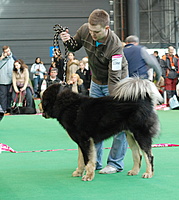 Duo CACIB Brno 2011, foto: Toncarovi | ASIM - Tibeťák | Tibetská doga