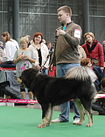 Duo CACIB Brno 2011, foto: Toncarovi | ASIM - Tibeťák | Tibetská doga