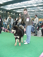 Duo CACIB Brno 2011 | ASIM - Tibeťák | Tibetská doga