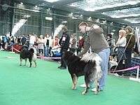 Duo CACIB Brno 2011 | ASIM - Tibeťák | Tibetská doga