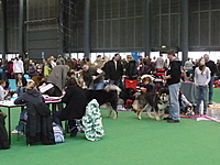 Duo CACIB Brno 2011 | ASIM - Tibeťák | Tibetská doga