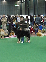 Duo CACIB Brno 2011 | ASIM - Tibeťák | Tibetská doga