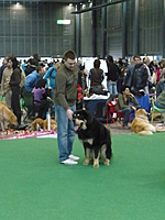 Duo CACIB Brno 2011 | ASIM - Tibeťák | Tibetská doga