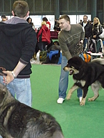 Duo CACIB Brno 2011 | ASIM - Tibeťák | Tibetská doga