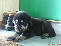 Únor 2010 | ASIM - Tibeťák | Tibetská doga