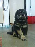 Březen 2010 | ASIM - Tibeťák | Tibetská doga Březen 2010 | ASIM - Tibeťák | Tibetská doga