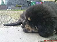 4. dubna 2010 | ASIM - Tibeťák | Tibetská doga
