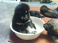 Březen 2010 | ASIM - Tibeťák | Tibetská doga