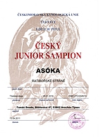 Český Junior Šampion | ASIM - Tibeťák | Tibetská doga