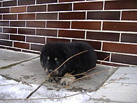 Březen 2010 | ASIM - Tibeťák | Tibetská doga