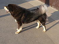 Březen 2011 | ASIM - Tibeťák | Tibetská doga Březen 2011 | ASIM - Tibeťák | Tibetská doga