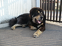 Březen 2011 | ASIM - Tibeťák | Tibetská doga