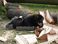 Duben 2011 | ASIM - Tibeťák | Tibetská doga