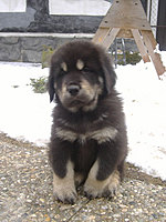 Březen 2010 | ASIM - Tibeťák | Tibetská doga