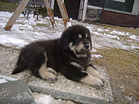 Březen 2010 | ASIM - Tibeťák | Tibetská doga