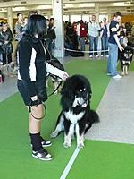 Národní výstava psů Ostrava 10.4.2011 | ASIM - Tibeťák | Tibetská doga