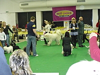 Národní výstava psů Ostrava 10.4.2011 | ASIM - Tibeťák | Tibetská doga