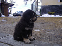 Březen 2010 | ASIM - Tibeťák | Tibetská doga
