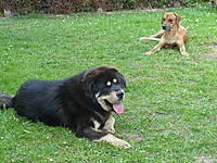 Duben 2011 s Bonym | ASIM - Tibeťák | Tibetská doga