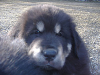 Březen 2010 | ASIM - Tibeťák | Tibetská doga