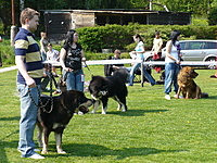 Klubová výstava KTD Heřmanův Městec 30.4.2011 | ASIM - Tibeťák | Tibetská doga