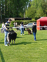 Klubová výstava KTD Heřmanův Městec 30.4.2011 | ASIM - Tibeťák | Tibetská doga