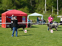 Klubová výstava KTD Heřmanův Městec 30.4.2011 | ASIM - Tibeťák | Tibetská doga