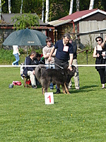 Klubová výstava KTD Heřmanův Městec 30.4.2011 | ASIM - Tibeťák | Tibetská doga