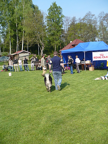 Klubová výstava KTD Heřmanův Městec 30.4.2011