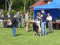 Klubová výstava KTD Heřmanův Městec 30.4.2011 | ASIM - Tibeťák | Tibetská doga