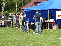 Klubová výstava KTD Heřmanův Městec 30.4.2011 | ASIM - Tibeťák | Tibetská doga