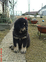Březen 2010 | ASIM - Tibeťák | Tibetská doga