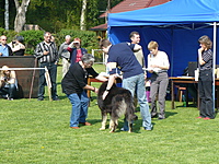 Klubová výstava KTD Heřmanův Městec 30.4.2011 | ASIM - Tibeťák | Tibetská doga